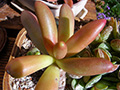 Pachyphytum viride