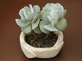 Cotyledon undulata