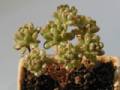 Aeonium sedifolium