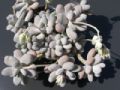 Pachyphytum oviferum