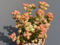 Crassula brevifolia