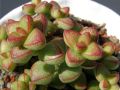 Crassula brevifolia