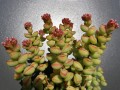 Crassula brevifolia