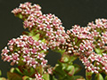 Crassula brevifolia