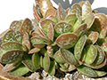 Adromischus trigynus