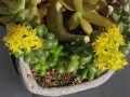 Sedum hernandezii