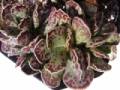 Adromischus cooperi