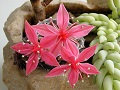 Graptopetalum bellum