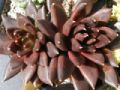 Echeveria cv. Black Prince