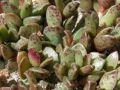 Adromischus hemisphaericus