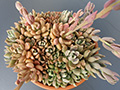 Sinocrassula densirosulata