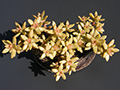 Sedum nussbaumerianum