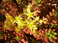 Sedum rubrotinctum