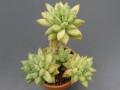 Pachyphytum compactum