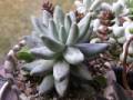 Pachyphytum compactum