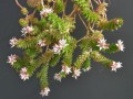 Sedum cv. Spiral Staircase