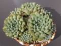 Echeveria setosa ssp. deminuta