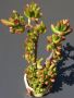 Crassula ovata f. monstrosa