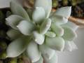 Pachyphytum glutinicaule