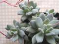 Pachyphytum glutinicaule