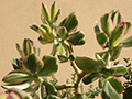 Crassula ovata cv. Variegata