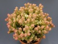 Crassula rupestris cv. Tom Thumb