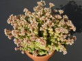 Crassula rupestris cv. Tom Thumb