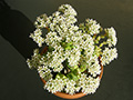 Crassula rupestris cv. Tom Thumb