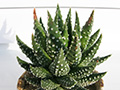 Haworthia pumila