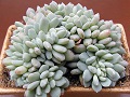 Echeveria subcorymbosa f. cristata