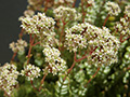 Crassula rupestris ssp. marnieriana