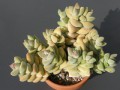 Crassula cv. Moonglow