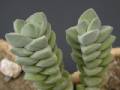 Crassula cv. Moonglow