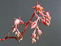 Echeveria atropurpurea