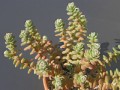 Sedum oaxacanum