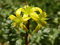 Sedum oaxacanum