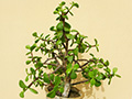 Portulacaria afra