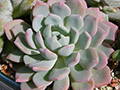 Echeveria subcorymbosa