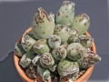 Adromischus festivus