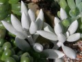 Senecio haworthii