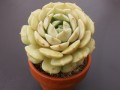 Echeveria globulosa