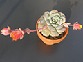 Echeveria globulosa