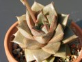 Echeveria purpusorum