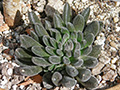 Sinocrassula yunnanensis