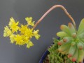 Sedum pachyphyllum