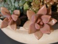 Graptosedum cv. Bronze