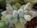 Crassula grisea