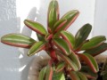 Peperomia graveolens