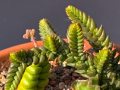 Crassula muscosa x Crassula pyramidalis