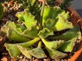 Adromischus cristatus